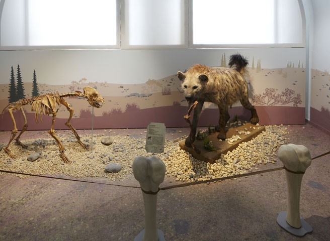 Kwast-Museen-Eiszeit